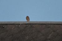 Athene noctua