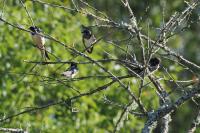 Hirundo rustica