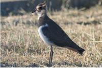 Vanellus vanellus