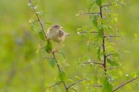 Cisticola juncidis
