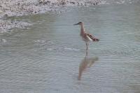 Calidris pugnax