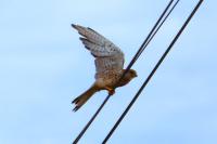 Falco tinnunculus