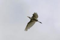 Ardea alba