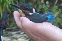 Alcedo atthis
