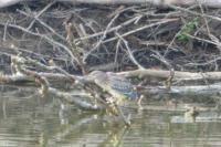 Nycticorax nycticorax
