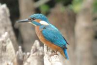 Alcedo atthis