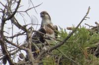 Pandion haliaetus