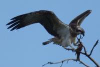 Pandion haliaetus