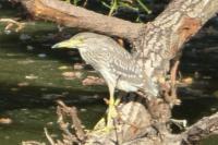 Nycticorax nycticorax