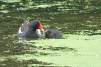 Gallinula chloropus
