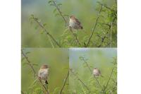 Cisticola juncidis