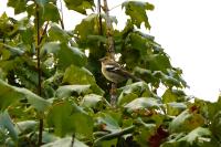 Fringilla coelebs