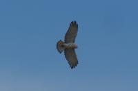 Circaetus gallicus