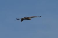 Circaetus gallicus
