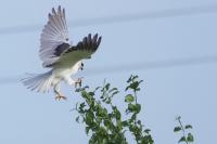 Elanus caeruleus