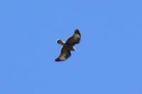 Buteo buteo