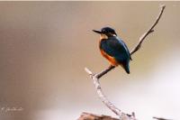 Alcedo atthis