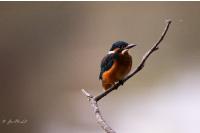Alcedo atthis