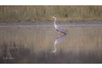 Ardea cinerea