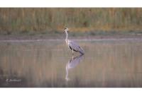 Ardea cinerea