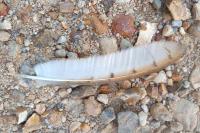 Tyto alba