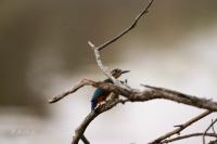 Alcedo atthis