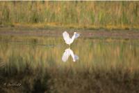 Egretta garzetta