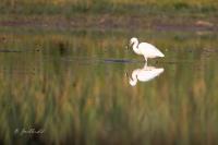 Egretta garzetta