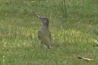 Picus viridis