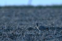 Numenius phaeopus