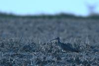 Numenius phaeopus