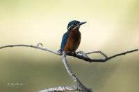 Alcedo atthis