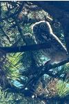Athene noctua