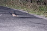 Caprimulgus europaeus