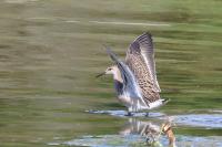 Calidris pugnax