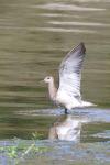 Calidris pugnax