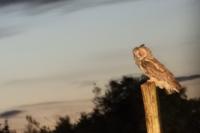 Asio otus