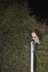 Tyto alba