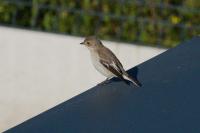 Ficedula hypoleuca