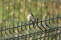 Ficedula hypoleuca