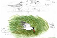 Hydroprogne caspia