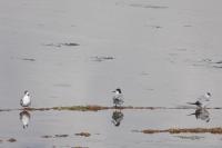 Sterna hirundo