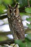 Asio otus