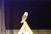 Tyto alba