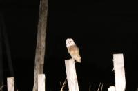 Tyto alba