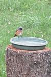 Phoenicurus phoenicurus