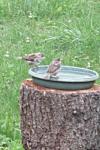 Passer domesticus
