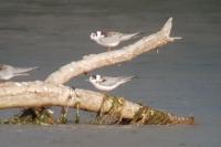 Chlidonias leucopterus