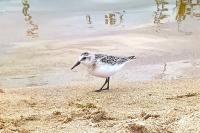 Calidris alba