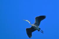 Ardea purpurea